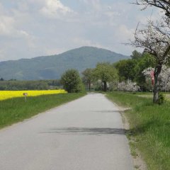 Radweg in Biblis