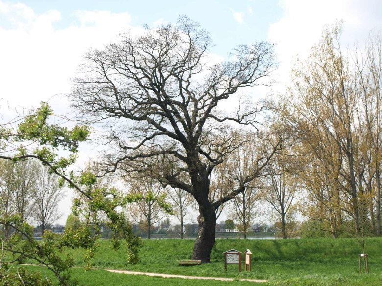 Alte Eiche | Gemeinde Biblis