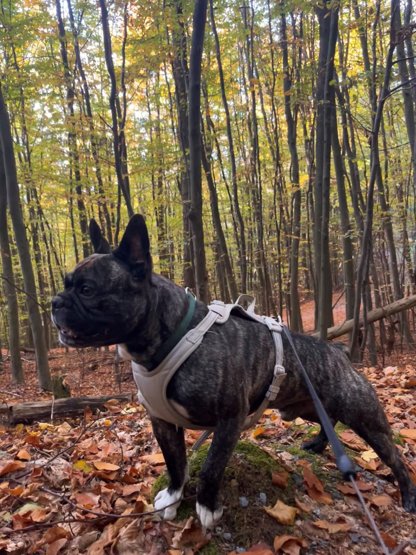 Geschwindigkeitskontrolle an der L 3261, Ortseinfahrt Wattenheim