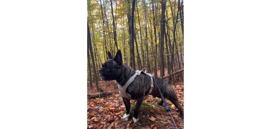 Geschwindigkeitskontrolle an der L 3261, Ortseinfahrt Wattenheim